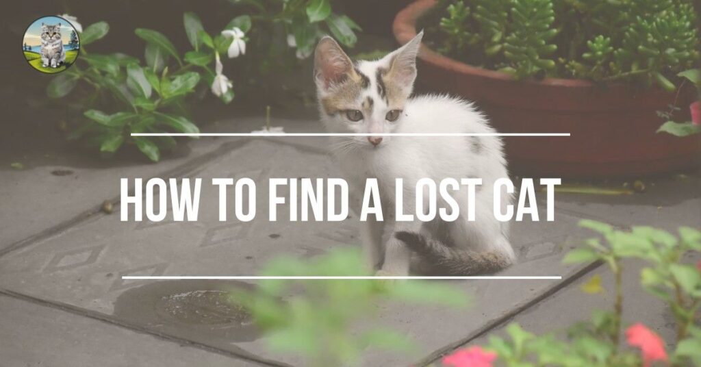 How to Find a Lost Cat