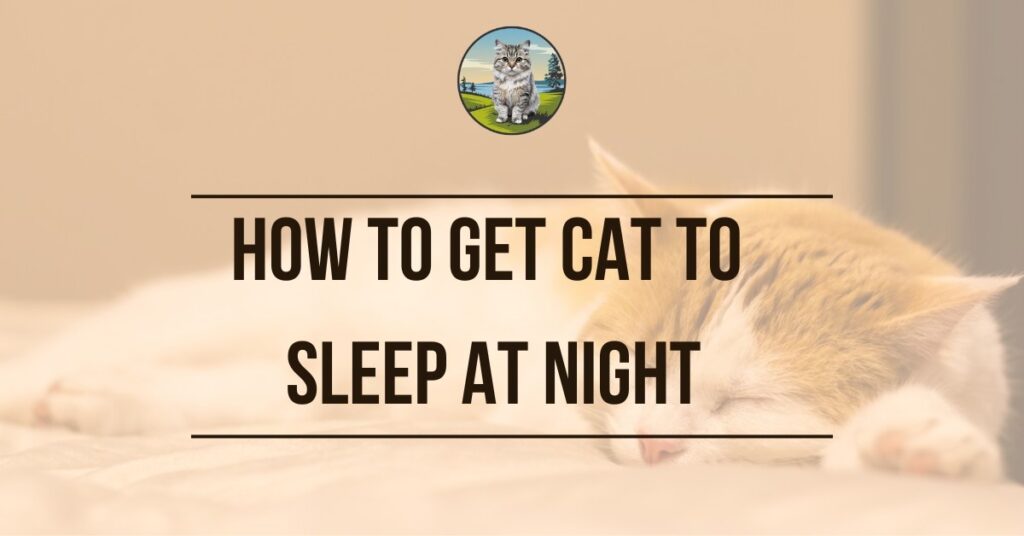 How to Get Cat to Sleep at Night