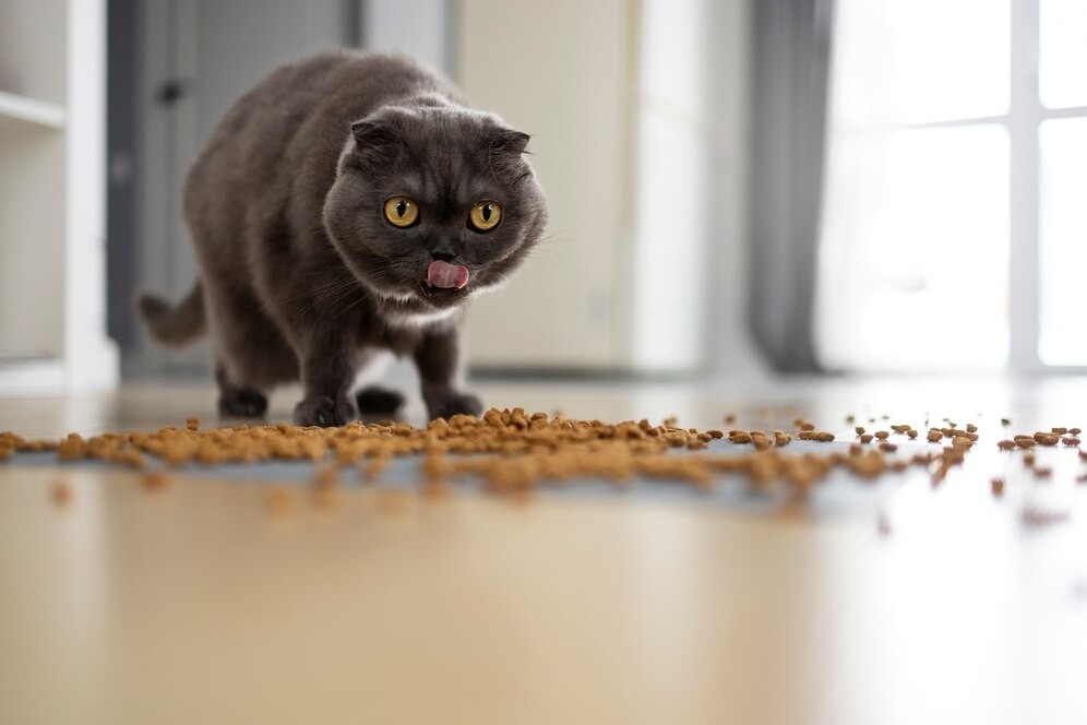 Cat Throwing Up After Eating