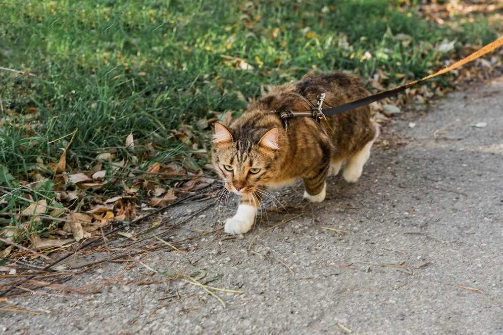 Get Cats to Get Along