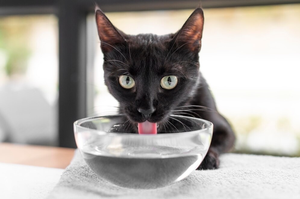 Get Your Cat to Drink More Water