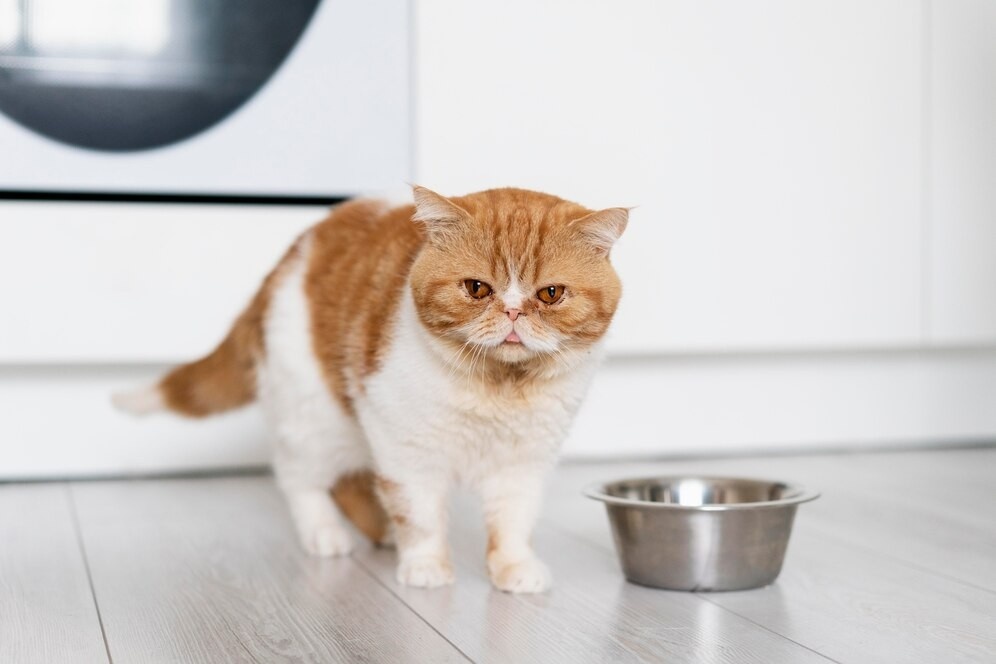 Help Your Cat Lose Weight