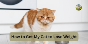 How to Get My Cat to Lose Weight