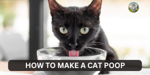 How to Get Your Cat to Drink More Water