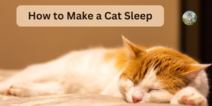 How to Make a Cat Sleep