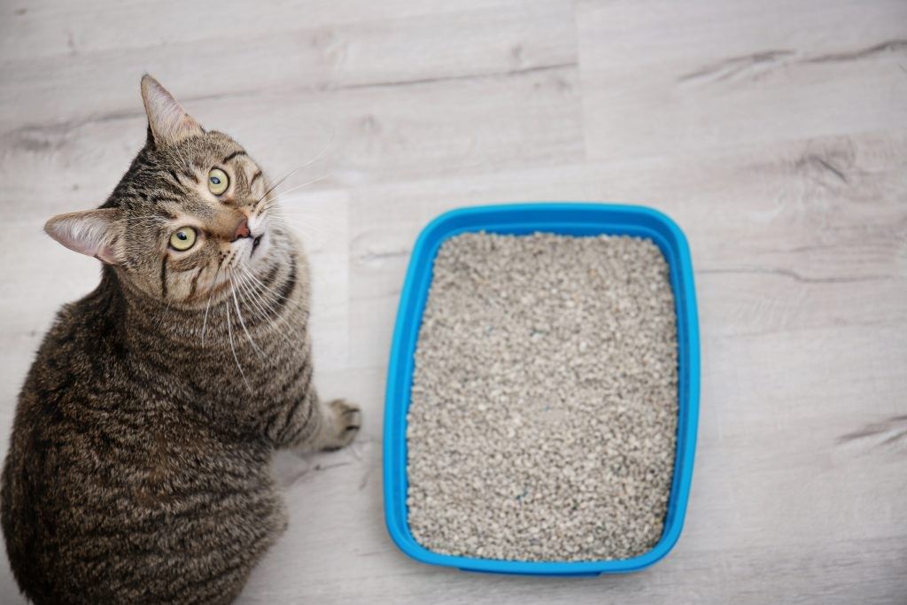 My Cat Peeing Outside the Litter Box