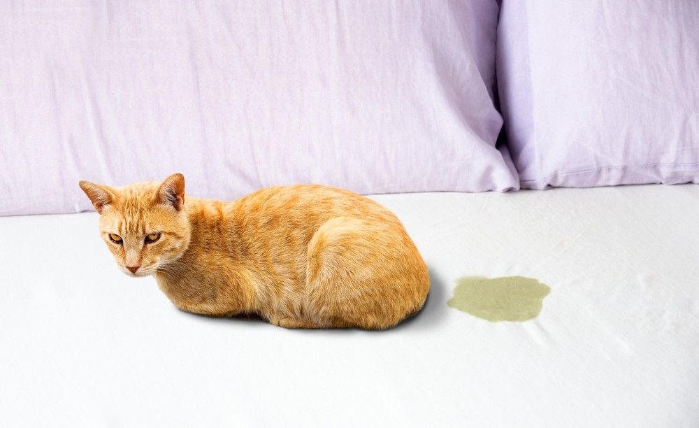 My Cat Peeing on My Bed