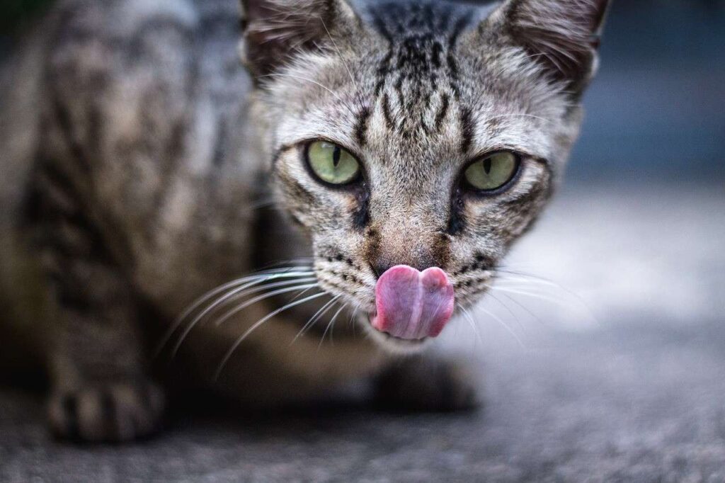 My Cat Throwing Up Yellow or Brown Liquid