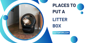 Places to Put a Cat Litter Box