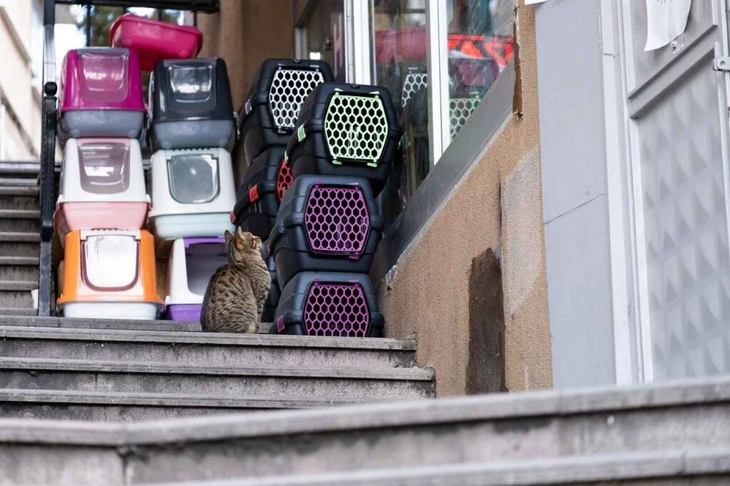 Put Cat Litter Box in Studio Apartment