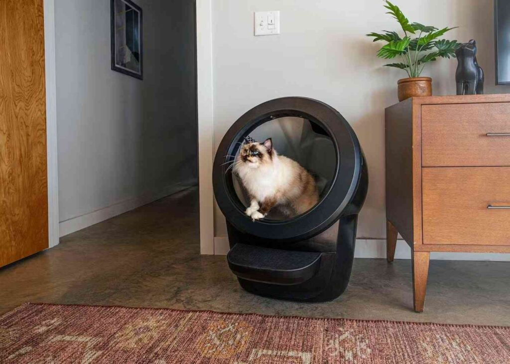 Put a Cat Litter Box