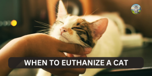 When to Euthanize a Cat