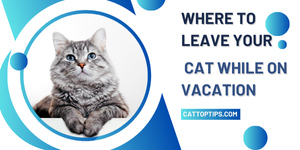 Where to Leave Your Cat While on Vacation