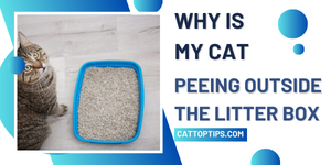 Why is My Cat Peeing Outside the Litter Box