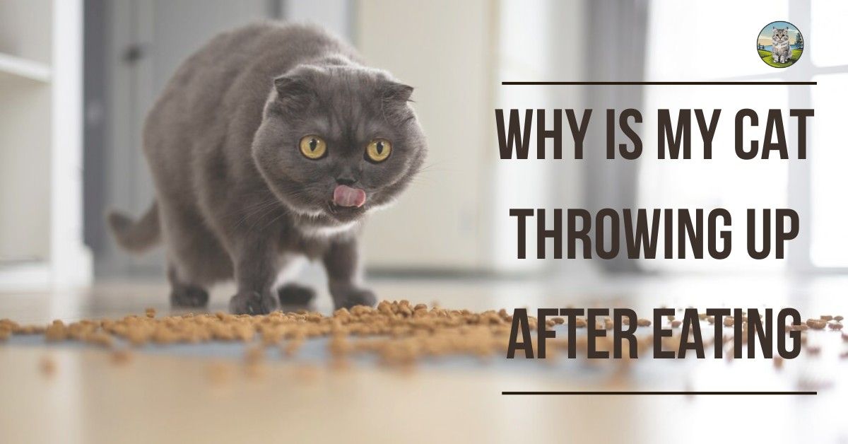 Why is My Cat Throwing Up After Eating?