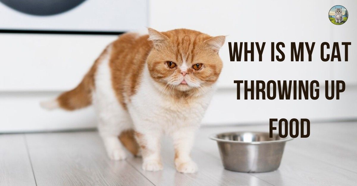 Why is My Cat Throwing Up Food? Causes and Solutions