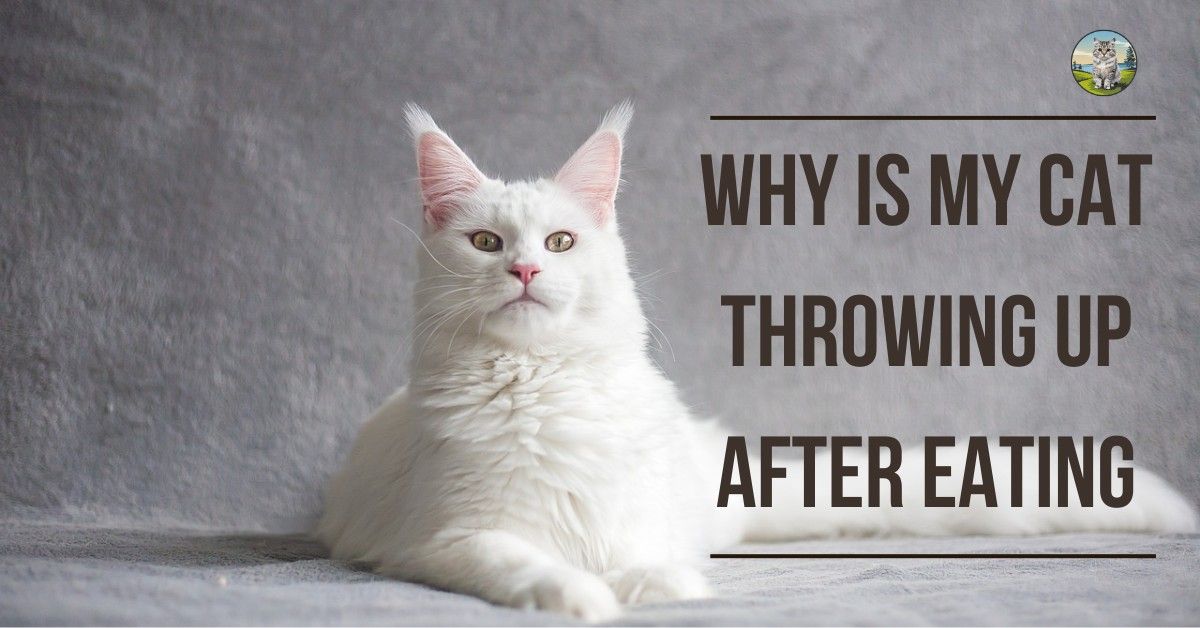 Why is My Cat Throwing Up White Foam?