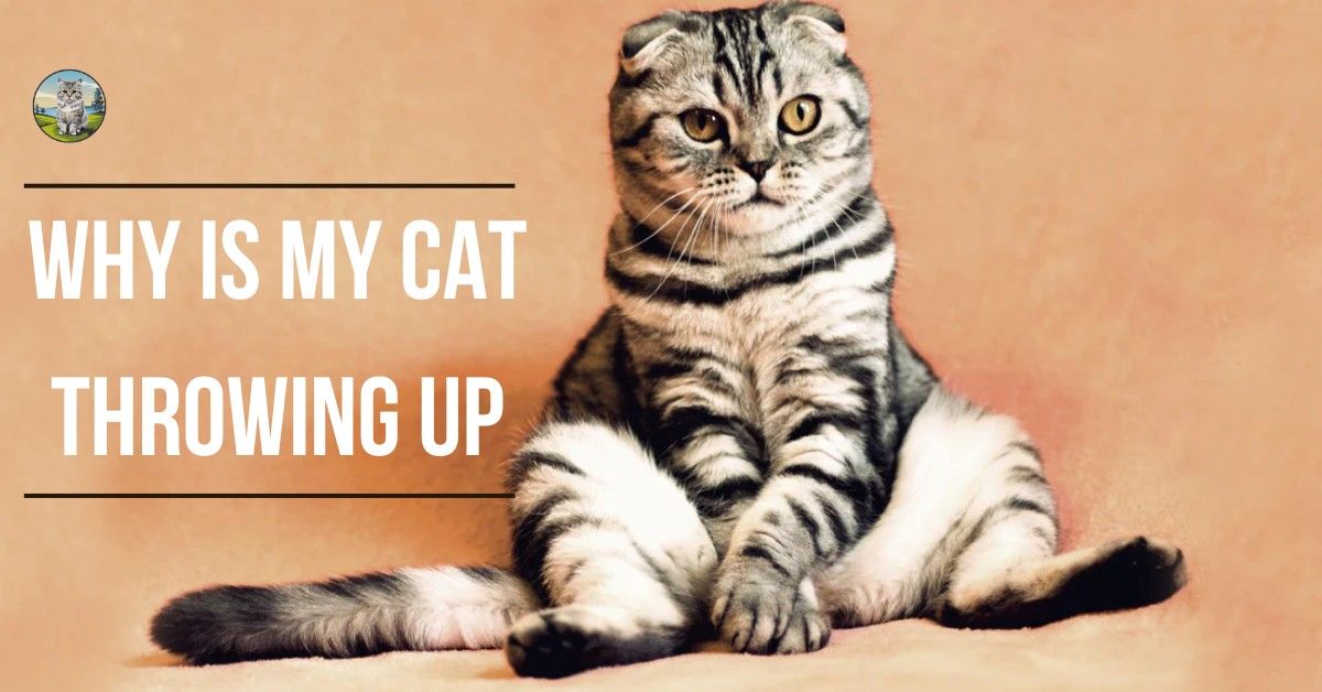 Why is My Cat Throwing Up? Common Causes and Solutions