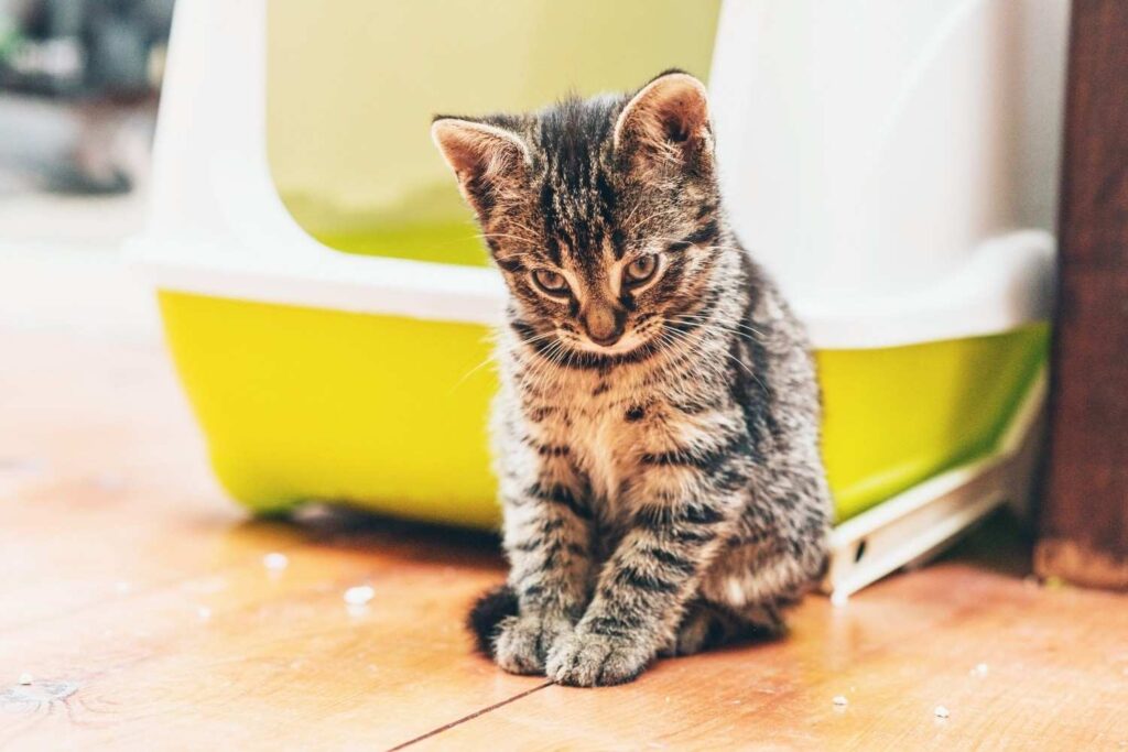 my cat peeing on things