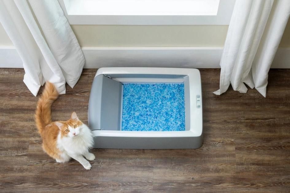 place litter box