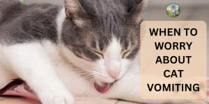 when to worry about cat vomiting