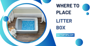 where to place litter box