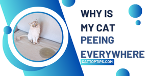 why is my cat peeing everywhere