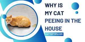 why is my cat peeing in the house