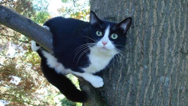 Get a Cat Down from a Tree