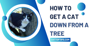 How to Get a Cat Down from a Tree