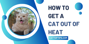 How to Get a Cat Out of Heat