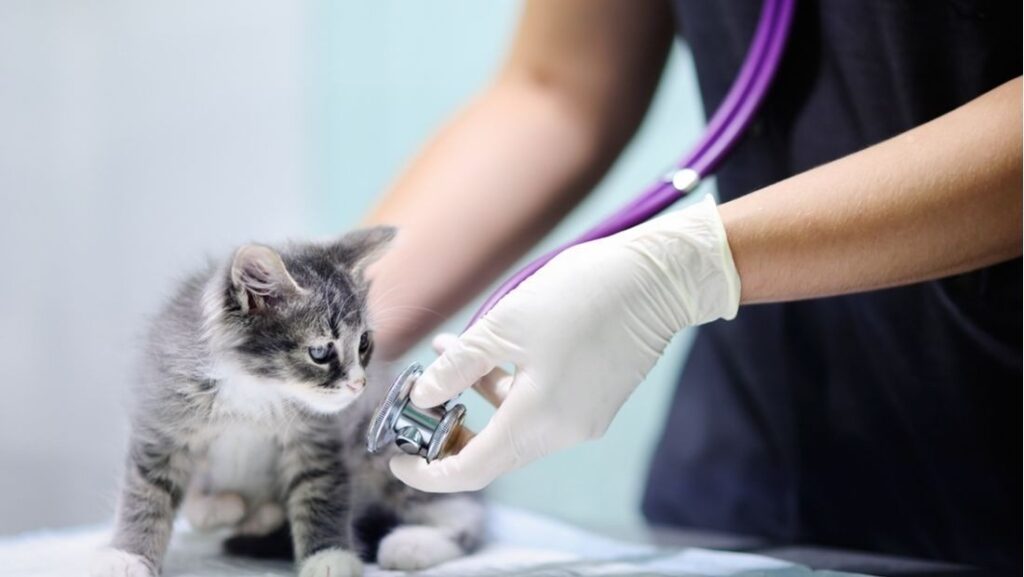 Take Your Cat to Emergency Vet