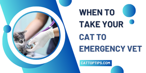 When to Take Your Cat to Emergency Vet