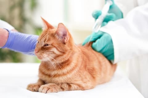 cats get rabies vaccine