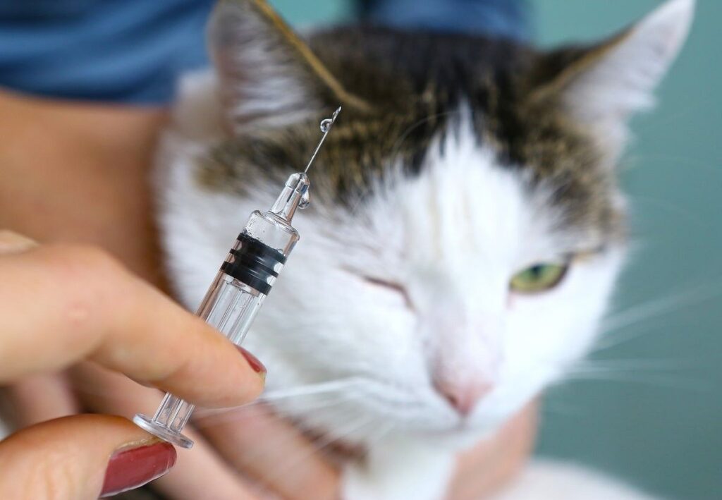 cats need vaccinations