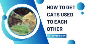 how to get cats used to each other