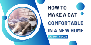 how to make a cat comfortable in a new home