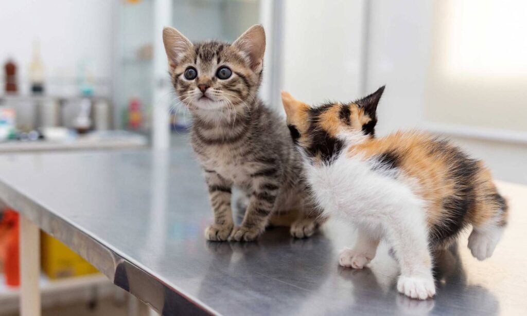 take kitten to vet