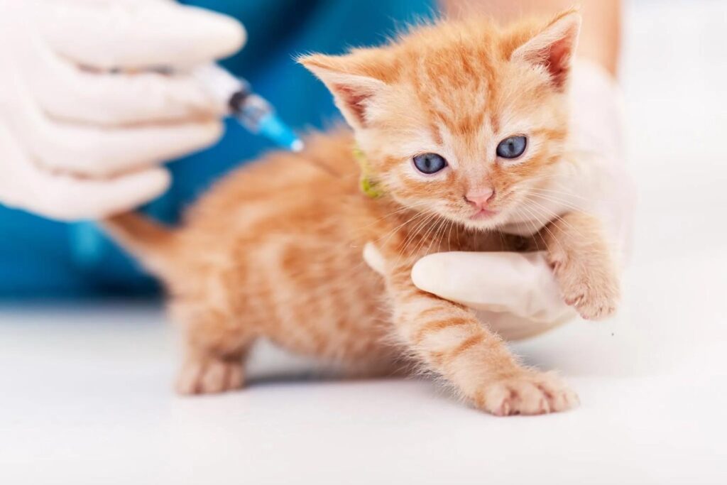 vaccinate kittens