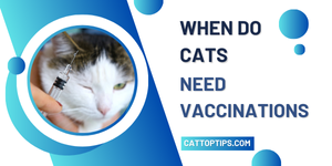 when do cats need vaccinations