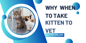 when to take kitten to vet