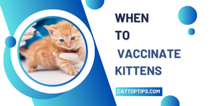 when to vaccinate kittens