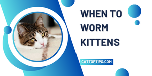 when to worm kittens